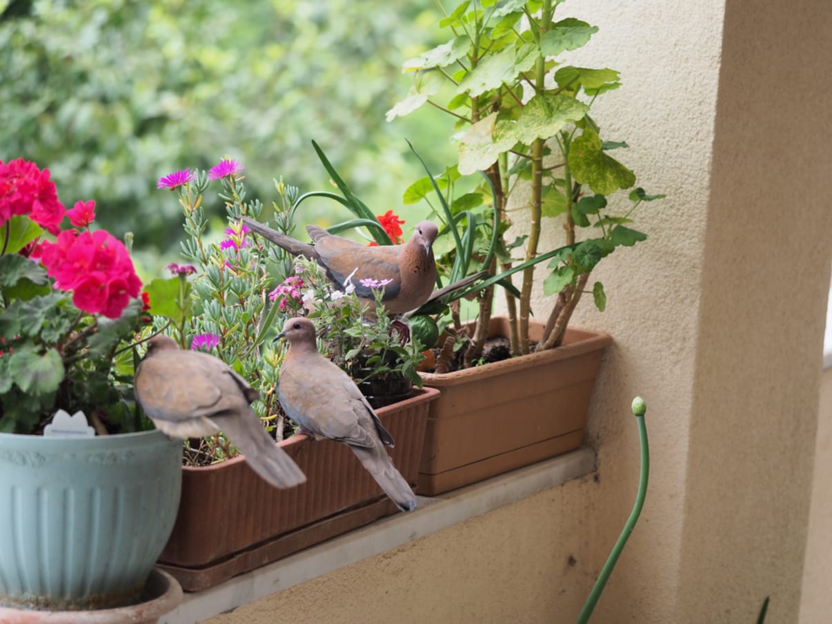 יונים עם צמחיה במרפסת