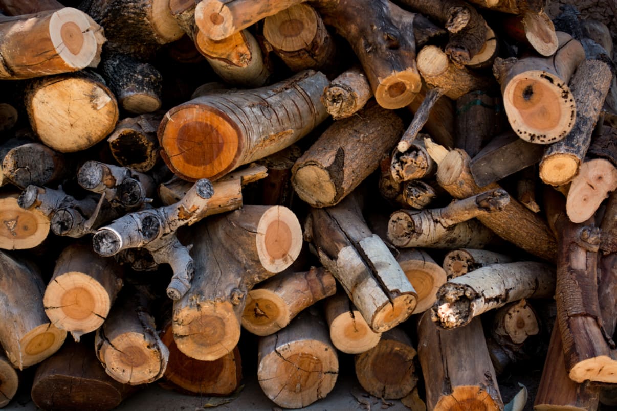 ערימת גזעים כרותים - המדריך לכריתת עצים 