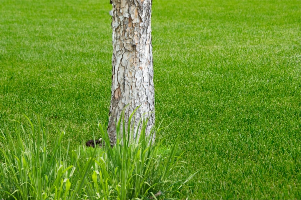 קקי של נחש בדשא