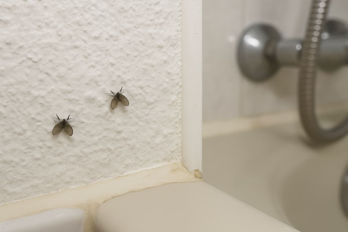 איך נפטרים מזבובי אמבטיה? איך נפטרים מזבובי אמבטיה?