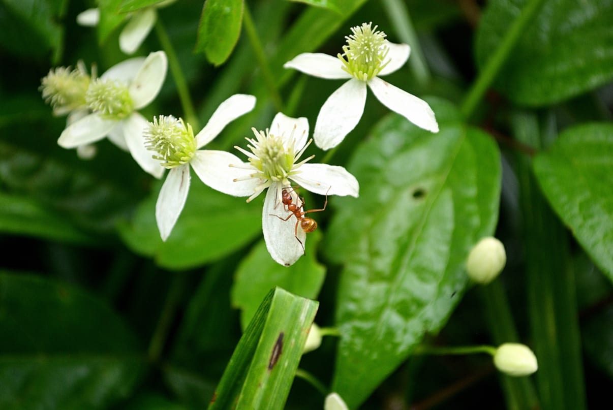 נמלי אש על פרח