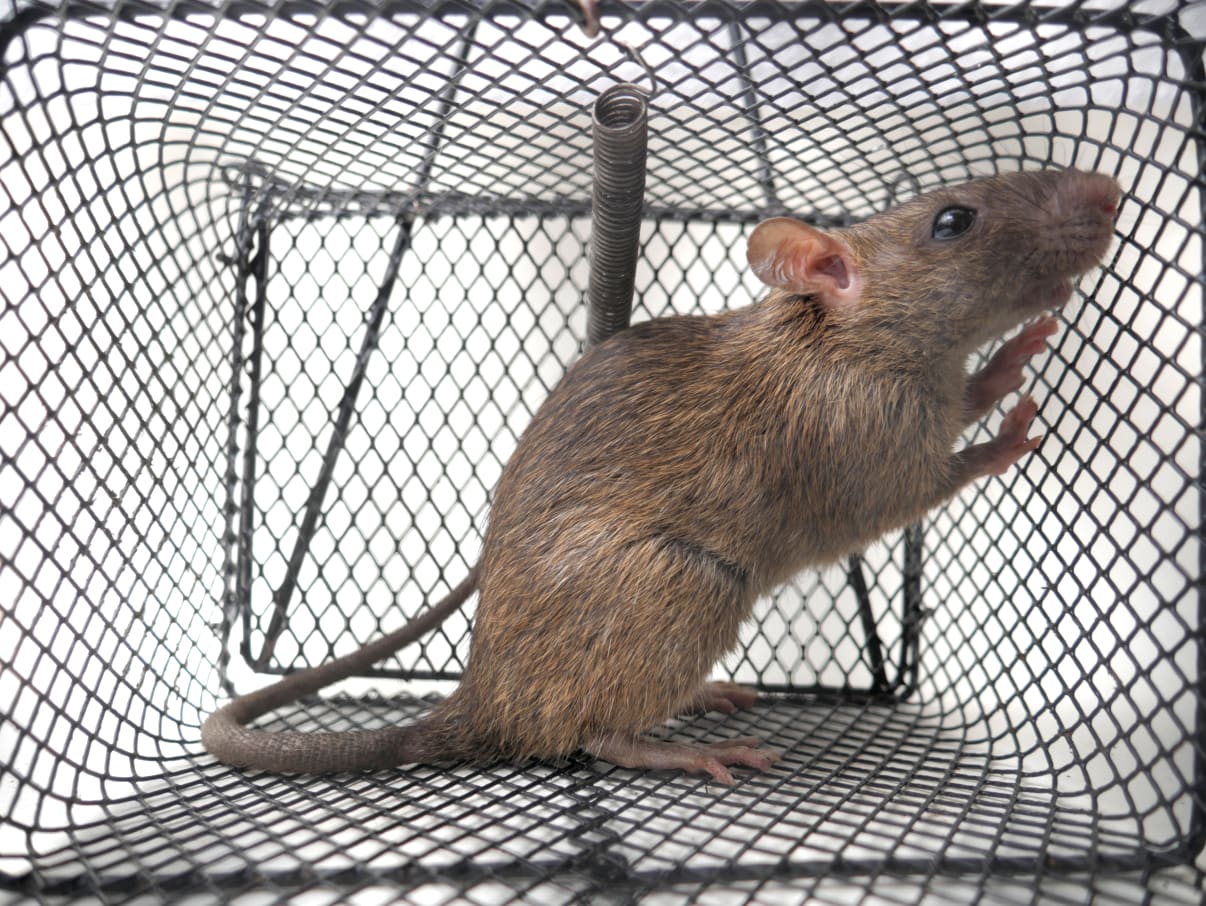 חולדה במלכודת