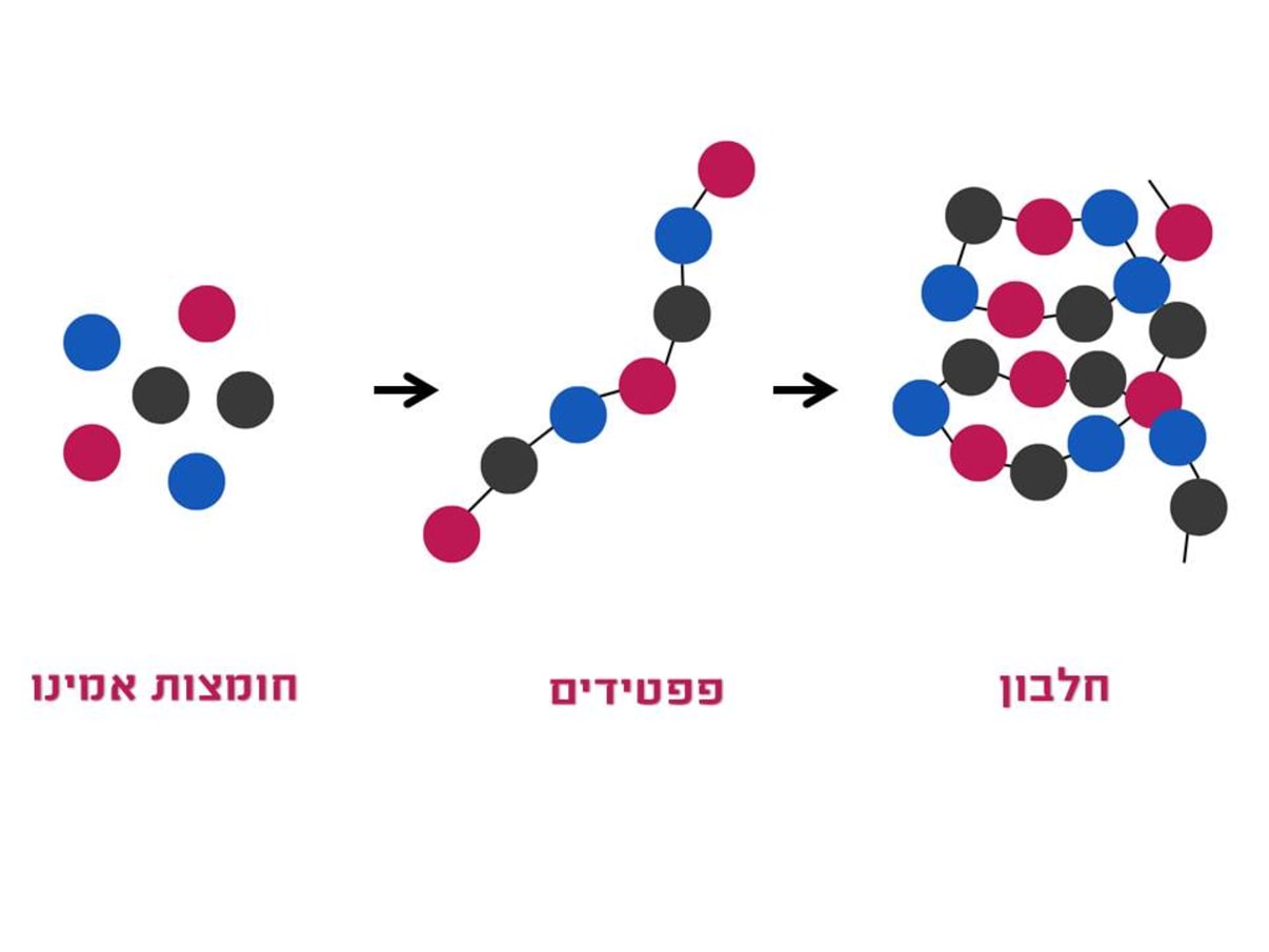 מה זה פפטידים מה זה פפטידים