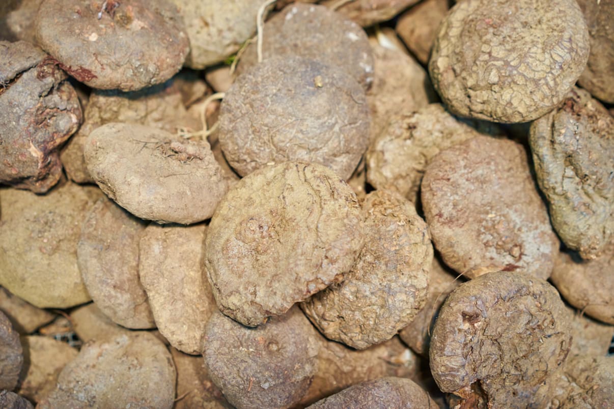 פקעות של רקפות פקעות של רקפות