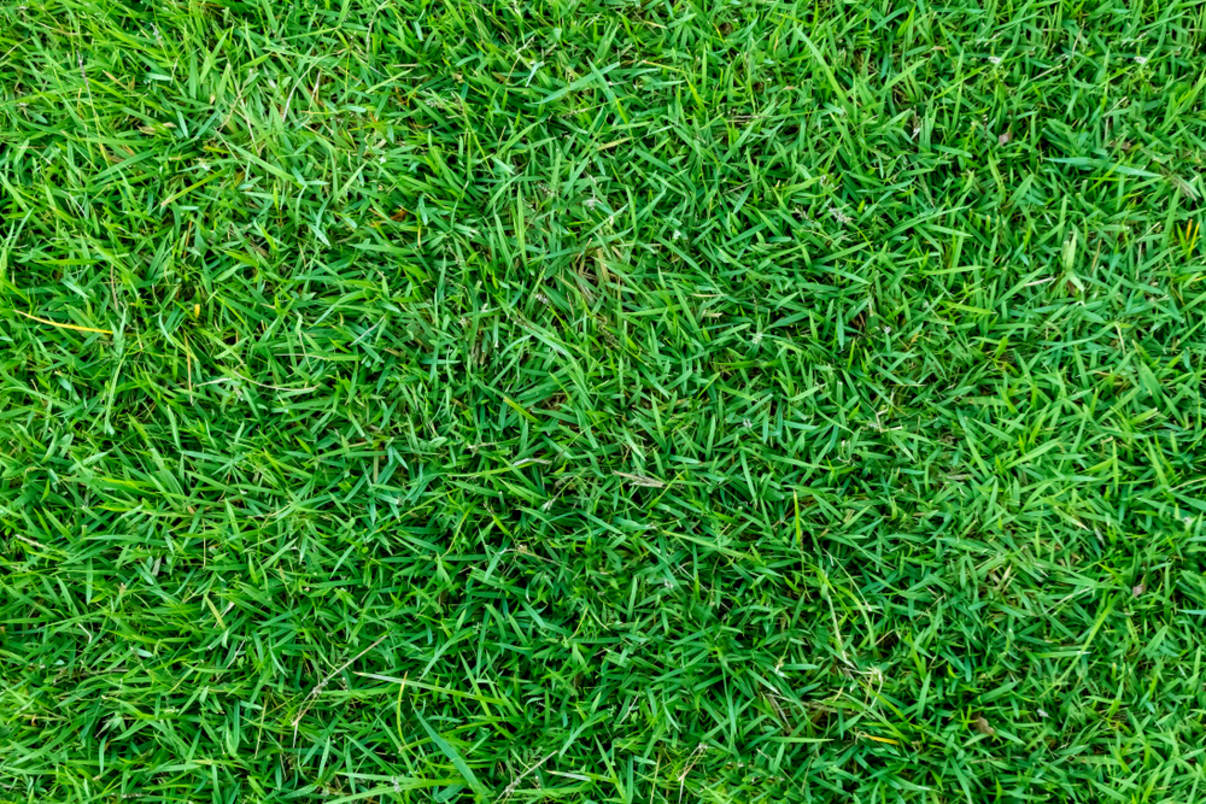 דשא טבעי מומלץ דשא טבעי מומלץ