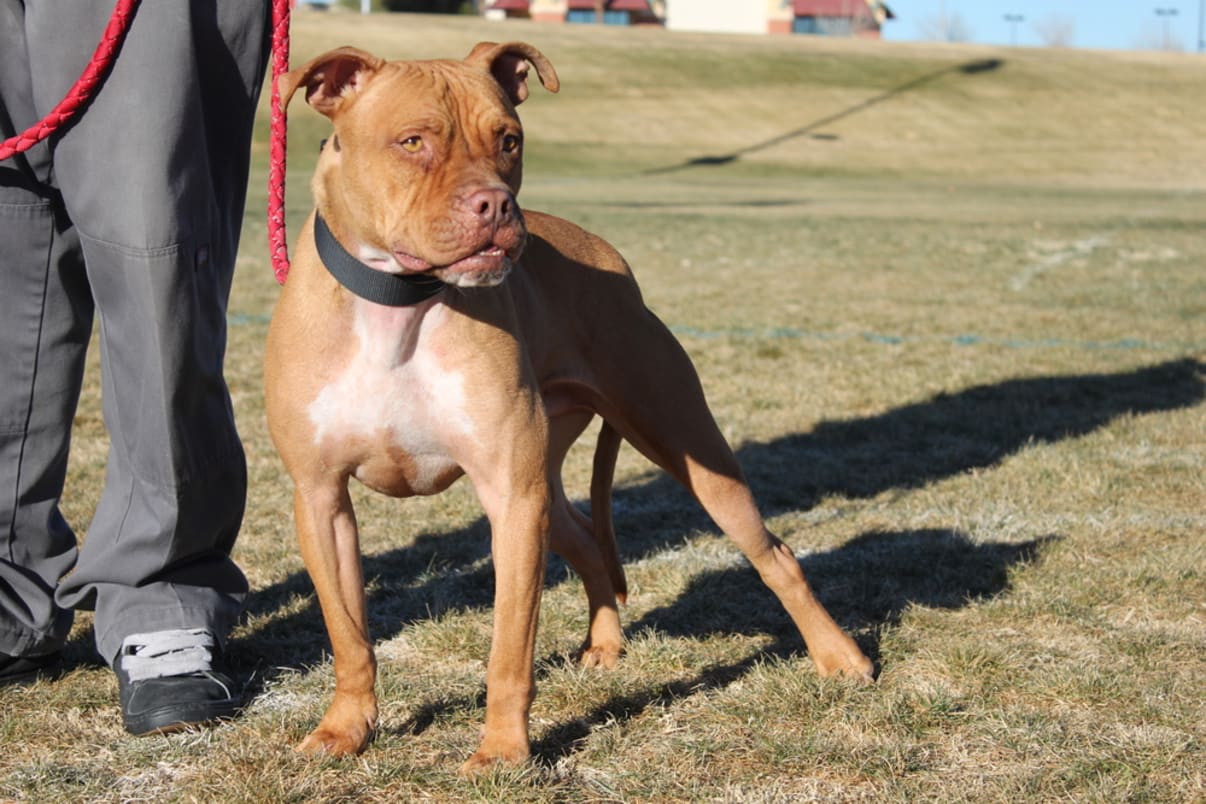 אילוף פיטבול