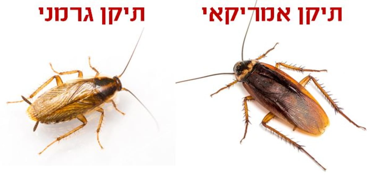 תיקן אמריקאי ותיקן גרמני