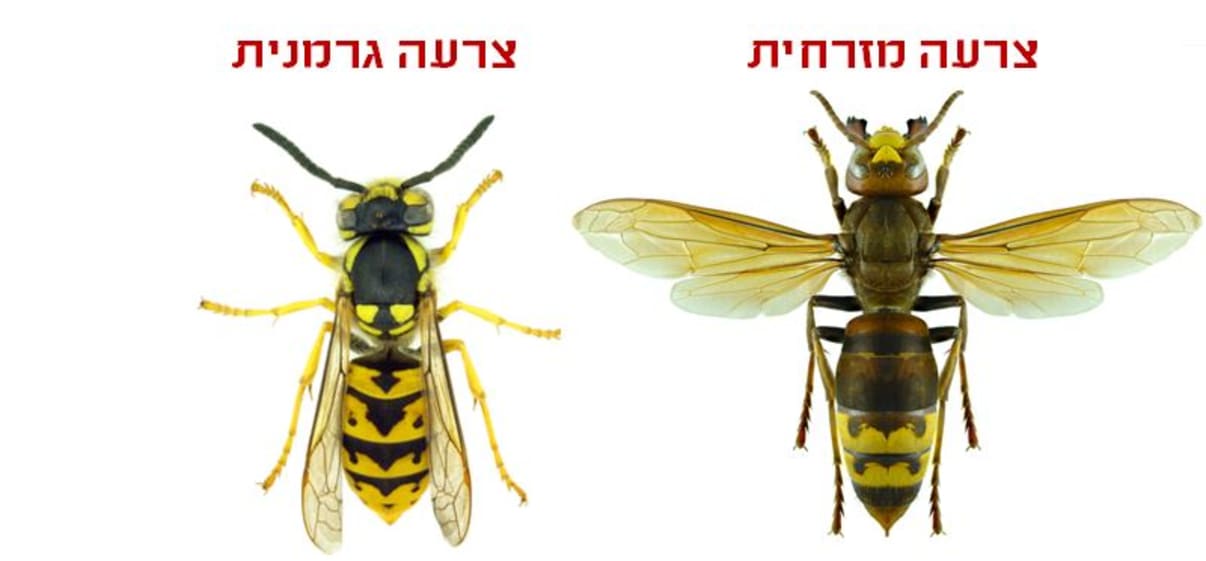 צרעה מזרחית וצרעה גרמנית