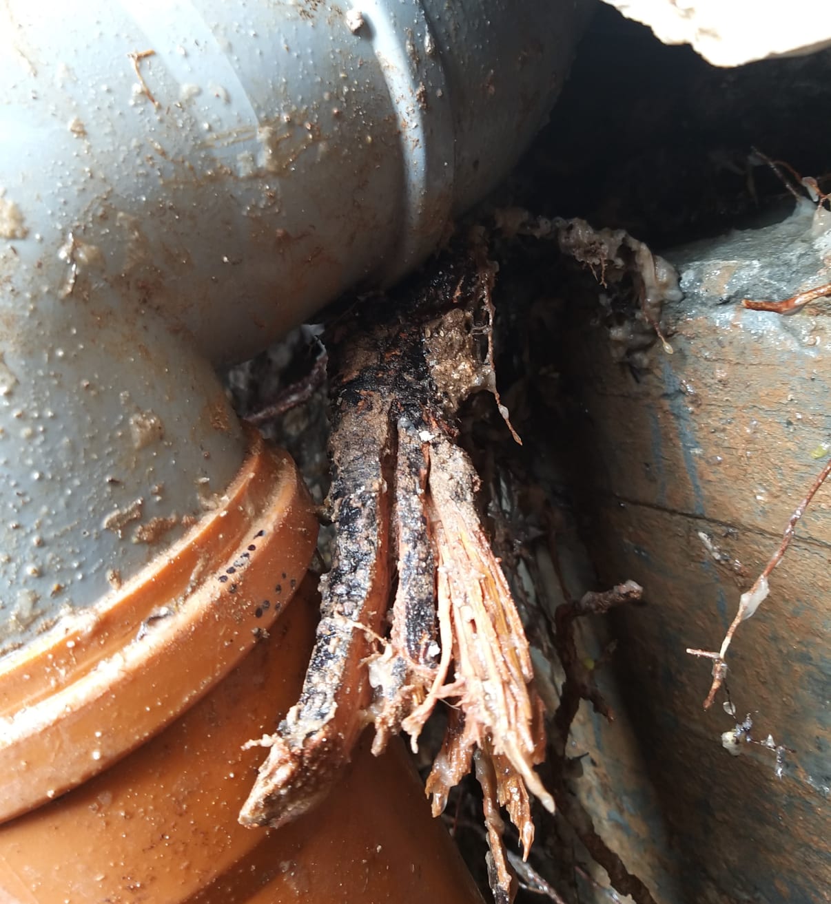 שורשים בביוב