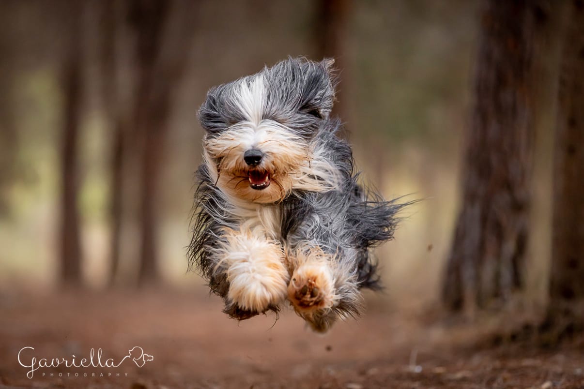 כלב קופץ במסגרת אילוף