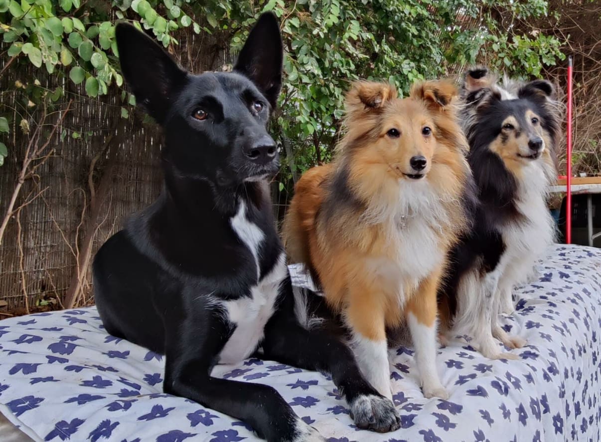 כלבים בפנסיון ביתי לכלבים