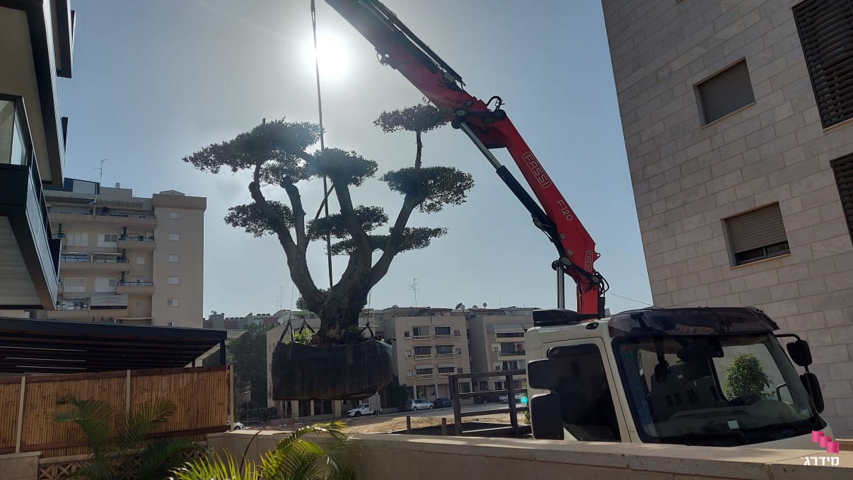 שתילת עץ גדול בעזרת מנוף שתילת עץ גדול בעזרת מנוף