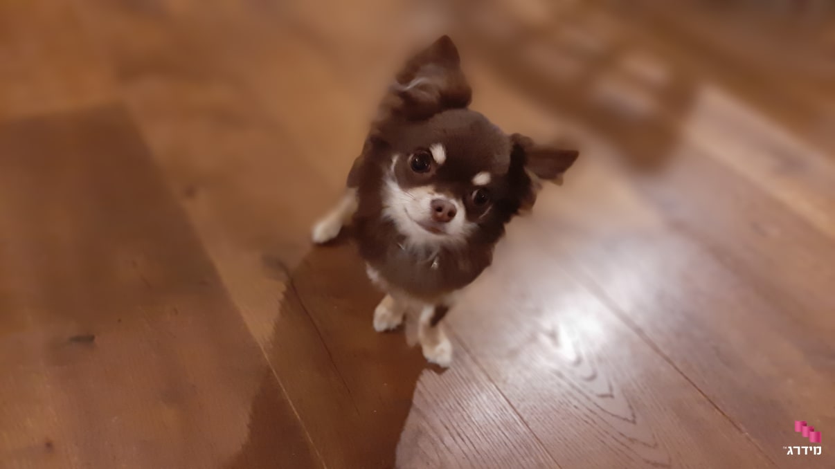 כלב מגזע זעיר כלב מגזע זעיר