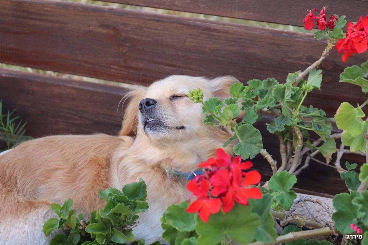 כלב נח בחוץ בפנסיון לכלבים