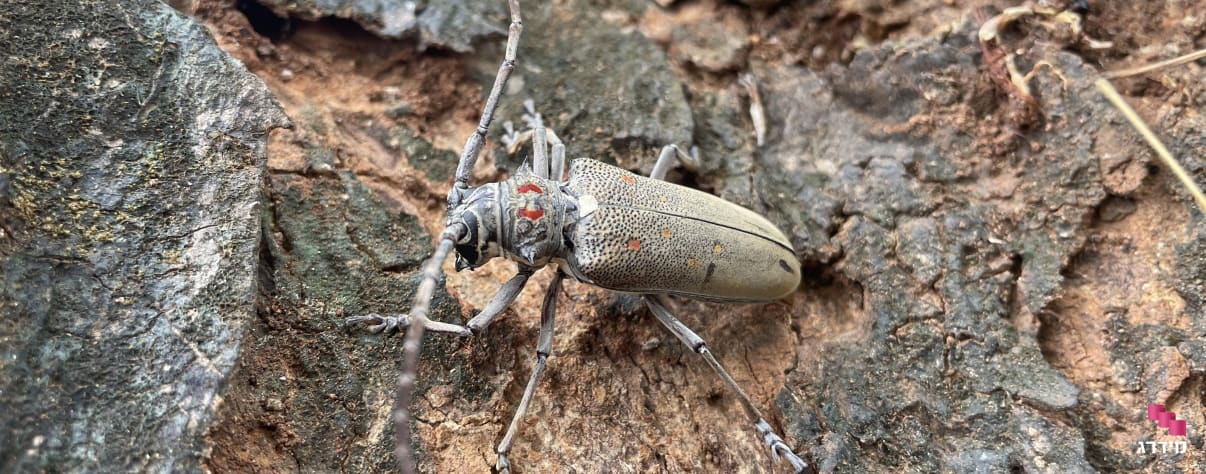 יקרונית התאנה על עץ יקרונית התאנה על עץ