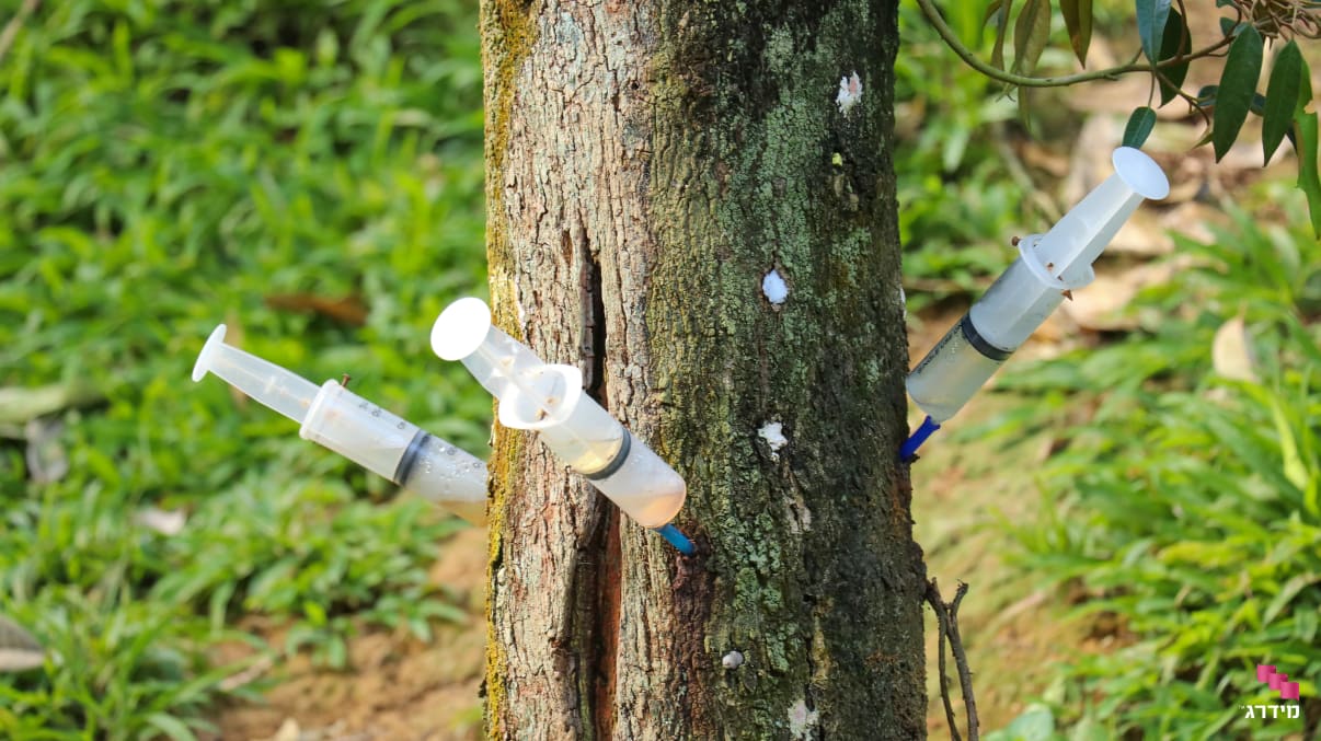 הדברה מקצועית של יקרונית התאנה הדברה מקצועית של יקרונית התאנה