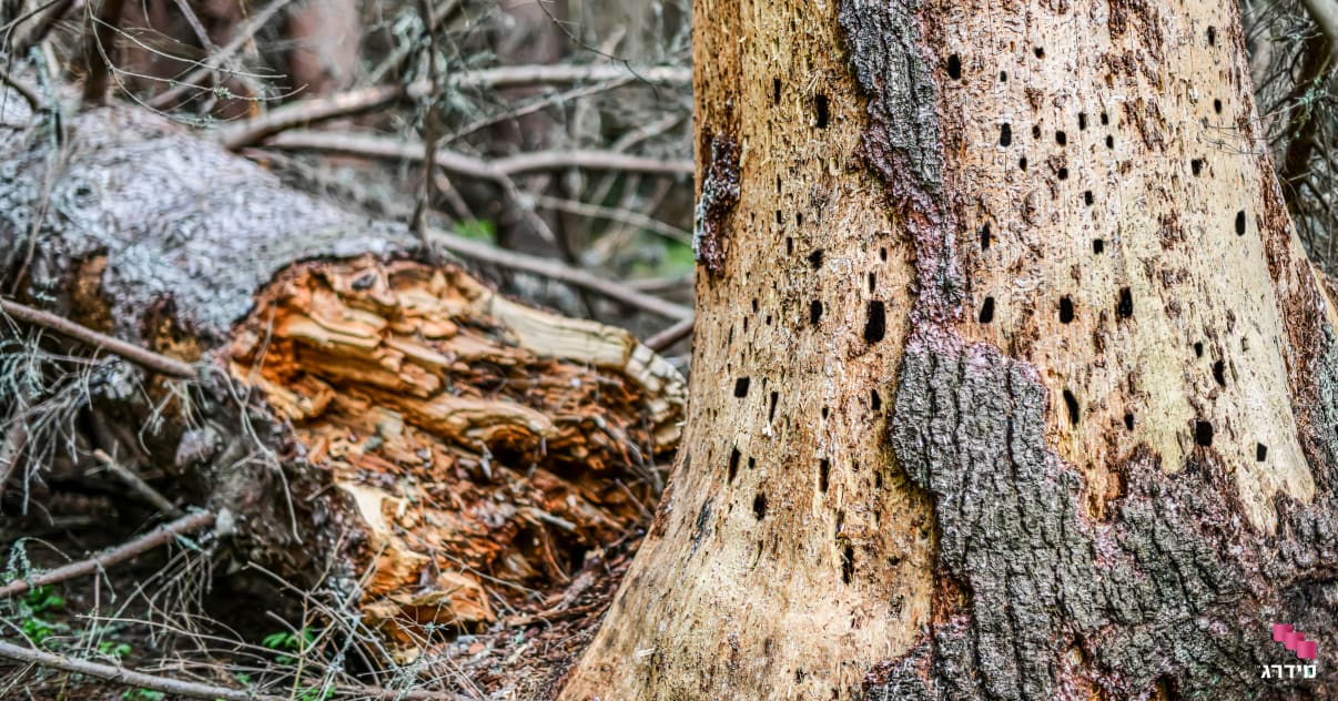 עץ שניזוק מיקרונית התאנה עץ שניזוק מיקרונית התאנה