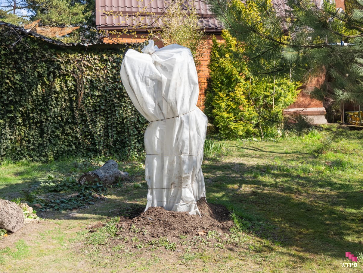 עץ תאנה עטוף ברשת למניעת יקרונית התאנה עץ תאנה עטוף ברשת למניעת יקרונית התאנה