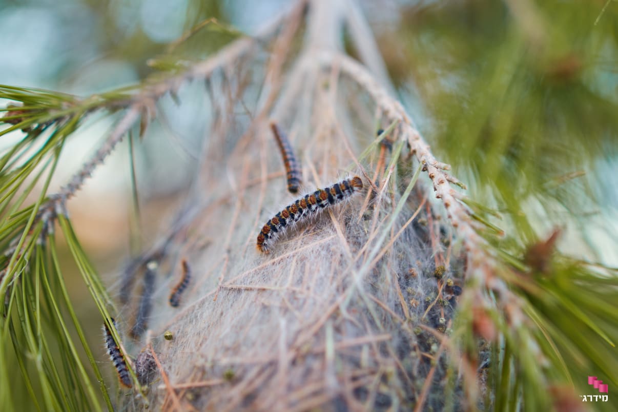 תהלוכן האורן על עץ