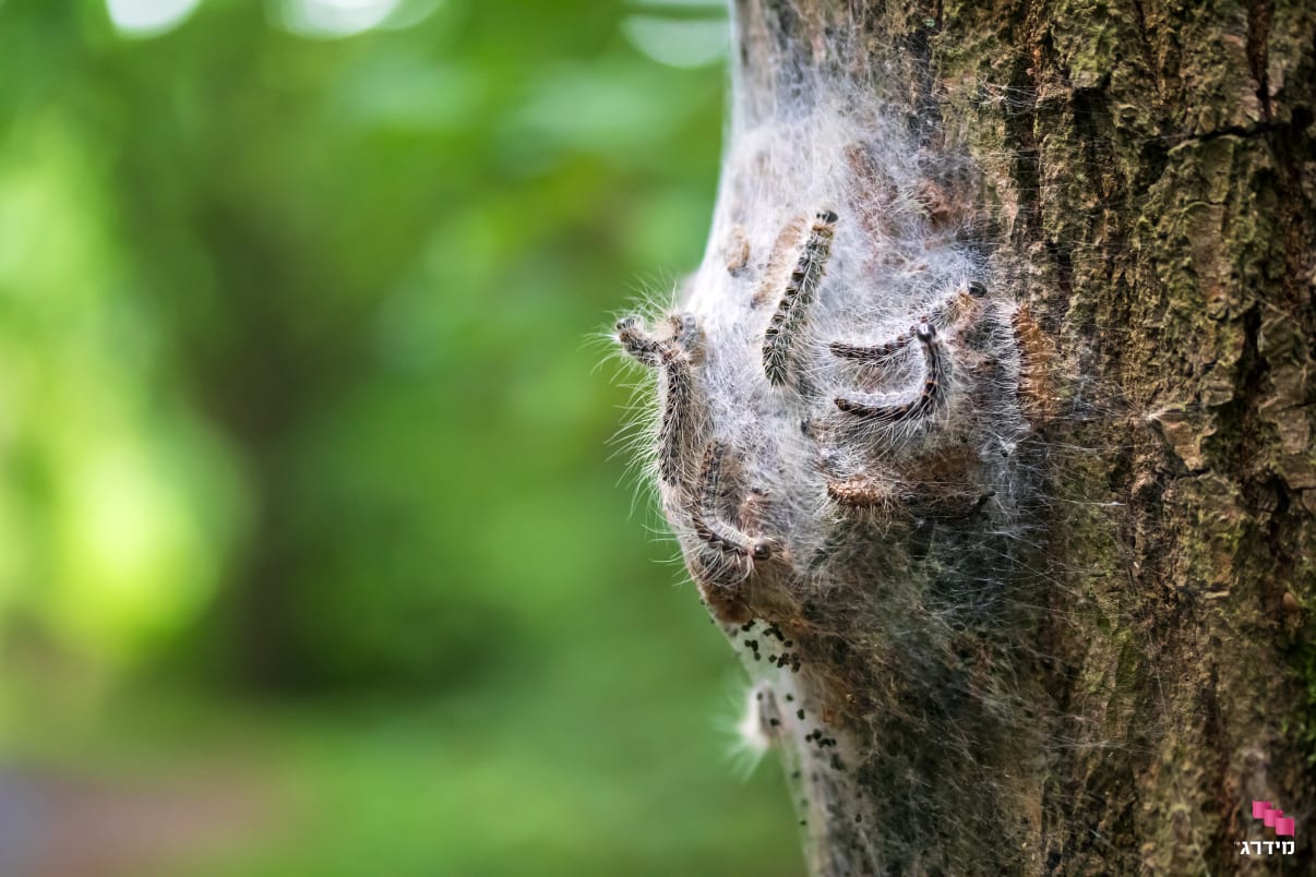 טוואי התהלוכה על עץ