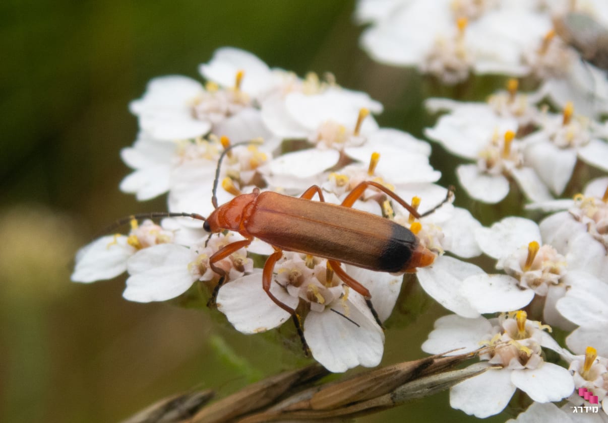 נובר המזח על עלה נובר המזח על עלה
