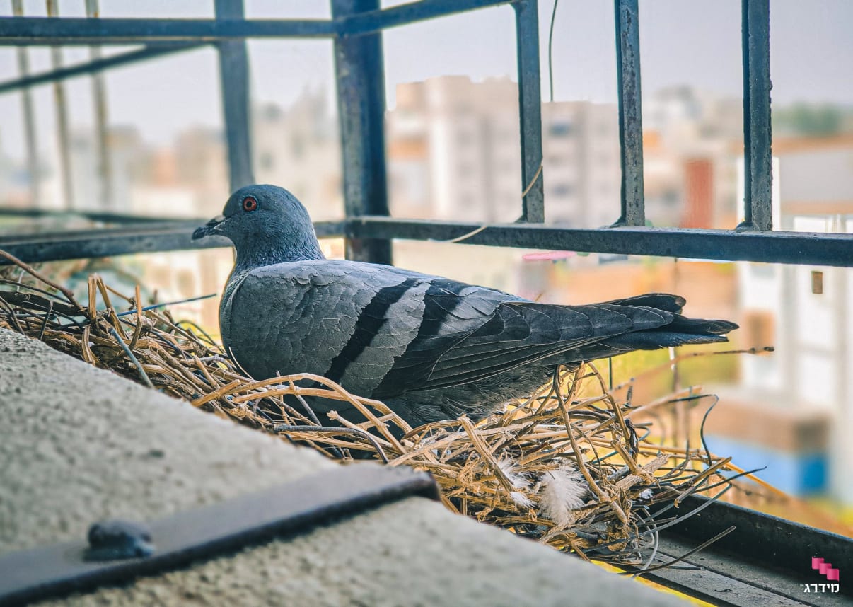 קן יונים בבניין קן יונים בבניין