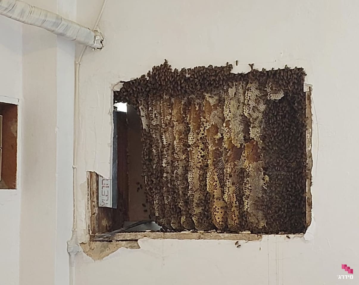 כוורת דבורים כלואה בתוך קיר כוורת דבורים כלואה בתוך קיר