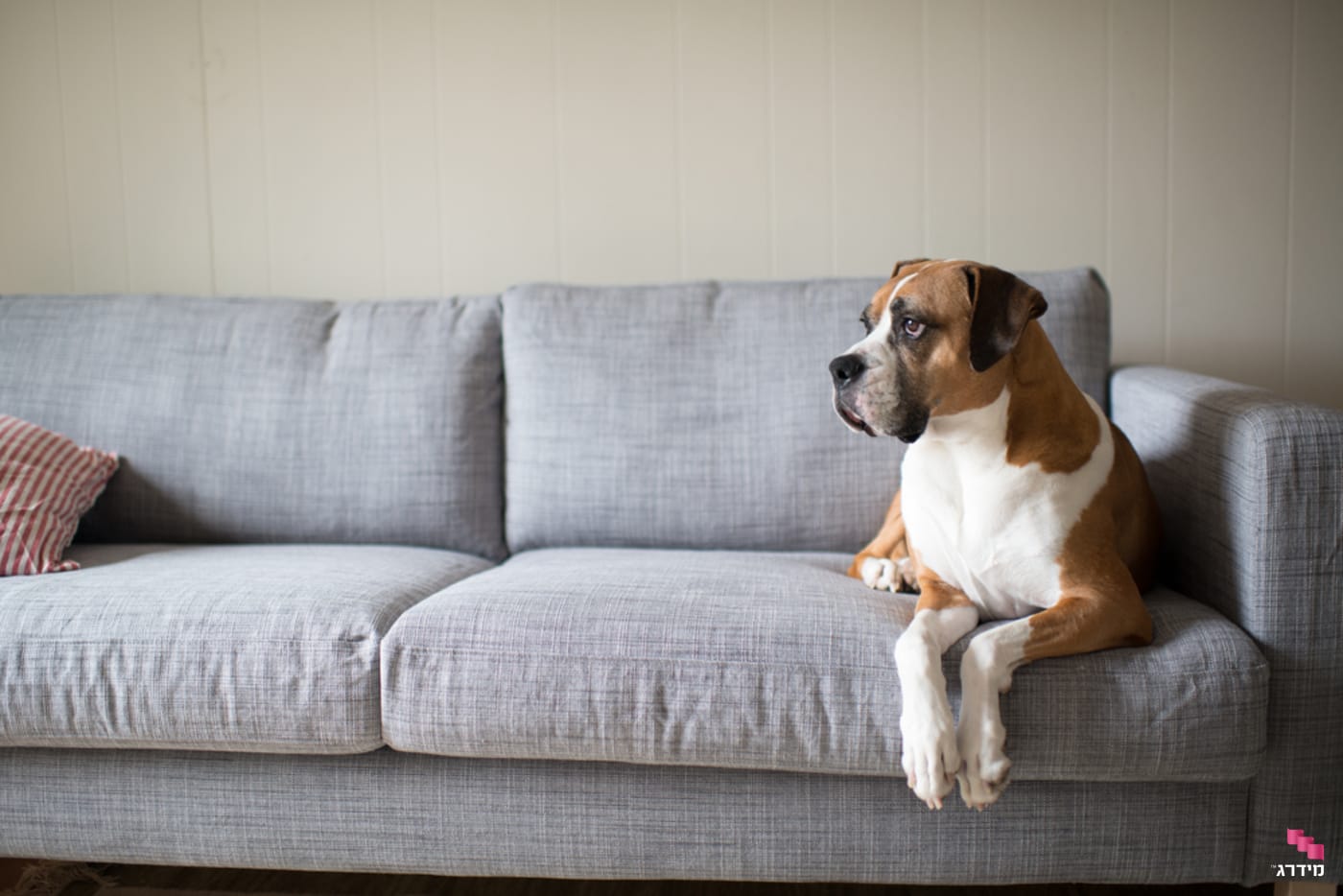 כלב עולה על הספה כלב עולה על הספה