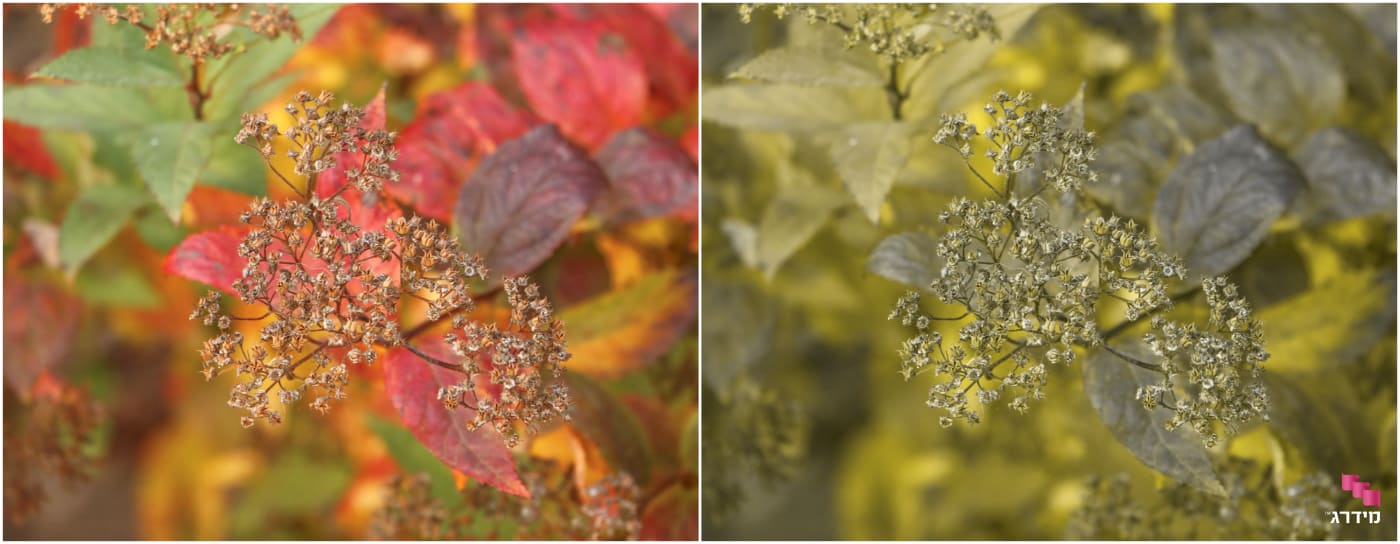 אילוסטרציה לעיוורון צבעים