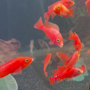 התקנת אקווריום