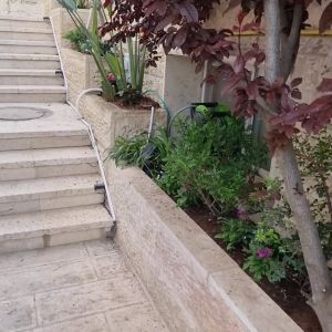 עצים ומדרגות