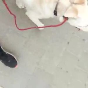 תרגול הליכה נכונה לכלב