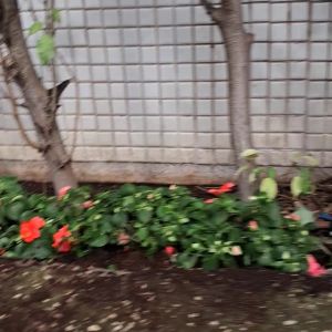 גינה משותפת