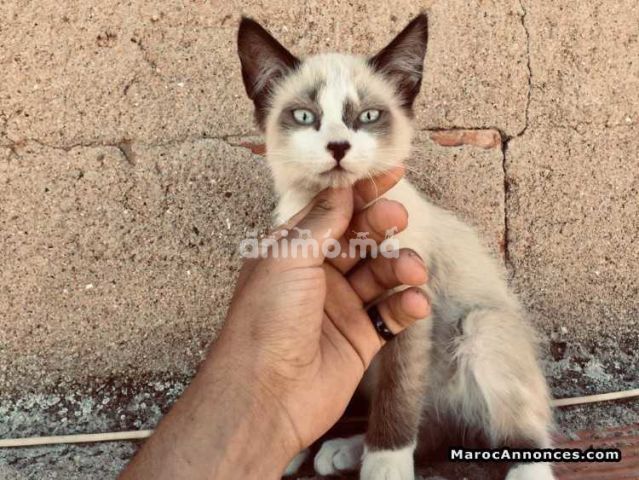 Animo Ma Chats Siamois Race Royal A Vendre Offre Vendre A Oujda Dans Chats