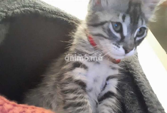 Animo Ma Chat Americain A Vendre Offre Vendre A Casablanca Dans Chats