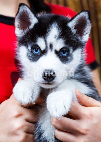 Animo - chiots husky