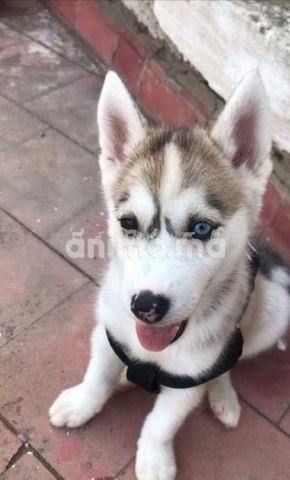 Animo - Husky fml à vendre