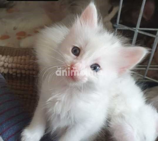 Animo - chaton angora américain