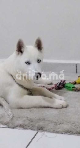 Animo - Chien husky femelle