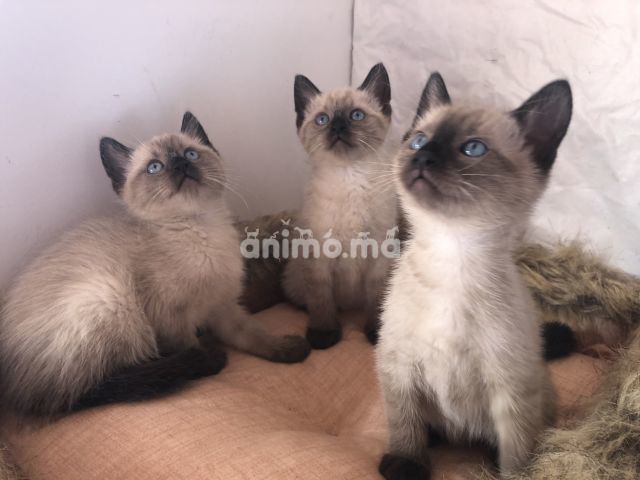 Animo Ma Chats A Vendre Acheter Ou Adopter Dans Tout Le Maroc