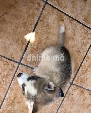 Animo - Bébé chiot husky vrai