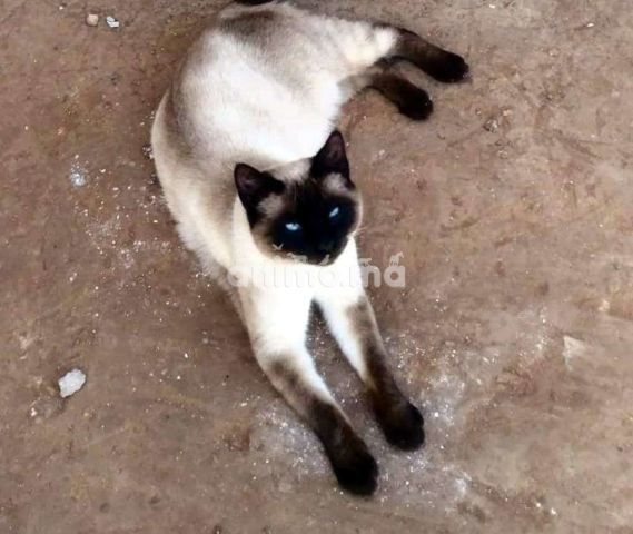 Animo Ma Chat Siamois Offre Vendre A Agadir Dans Chats