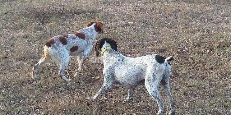 Animo - Braque chasse