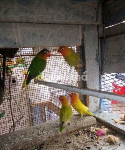 Animo - Couple les insiparable