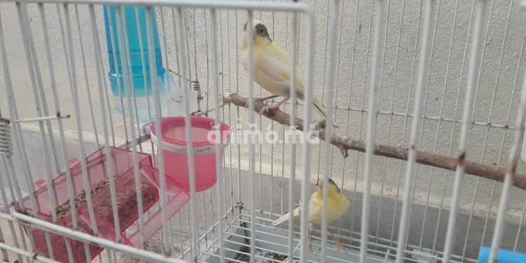 Animo - Canarid كناري