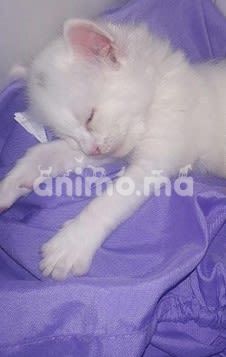 Animo - chat angora