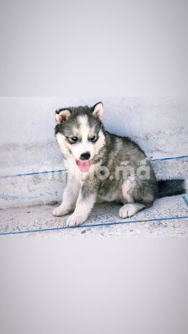 Animo - Husky