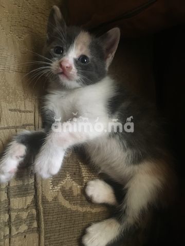 Animo - des petits chatons à adopter sur salé ♥️