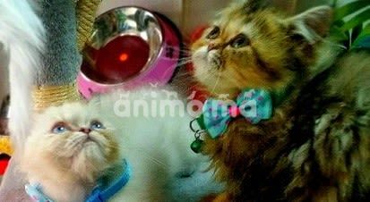 Animo - Persan himalayen