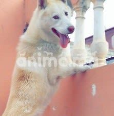 Animo - husky